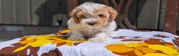 Miniature Poodle dogs for sale: Romeo - Ad 9