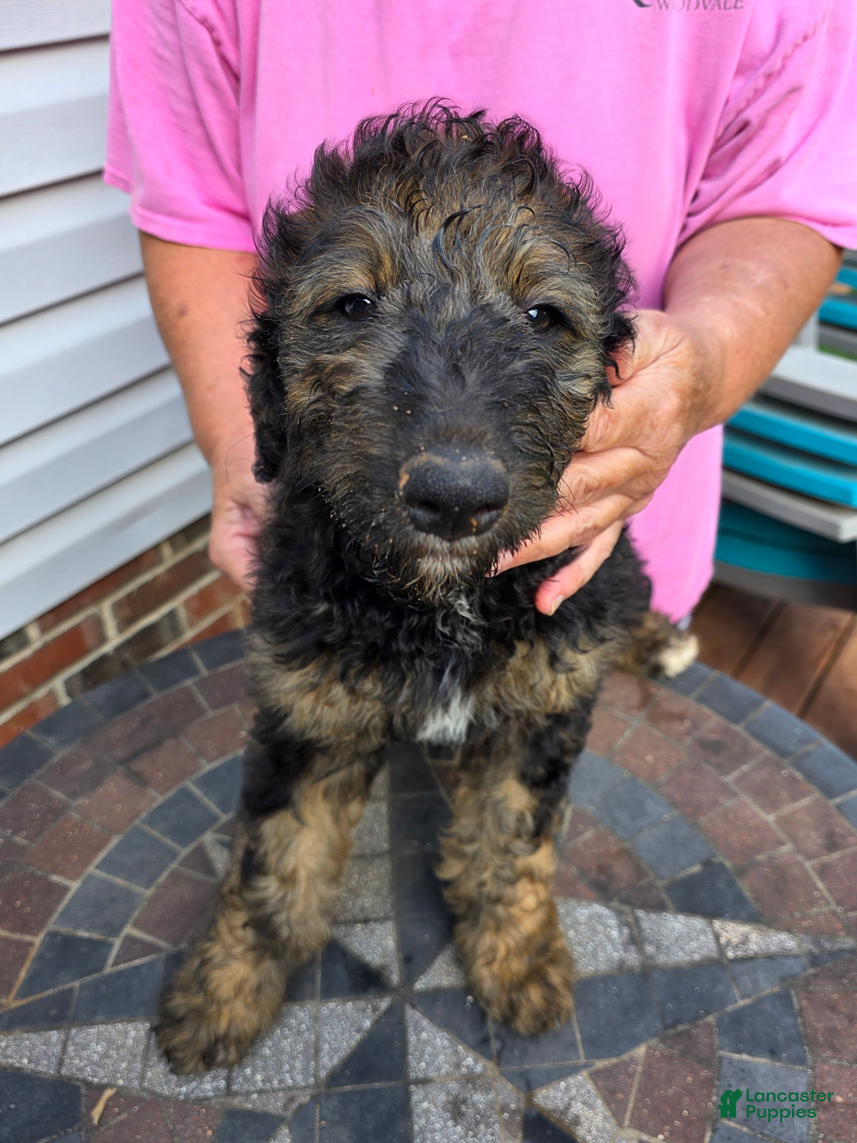 Bernedoodle dogs Tip Toe - Ad 2