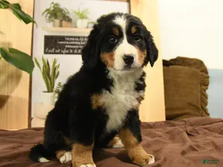 Bernedoodle dogs Roxy - Ad 38