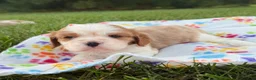 Cavalier King Charles Spaniel dogs for sale: Christopher Cavalier King Charles Spaniel  - Ad 1