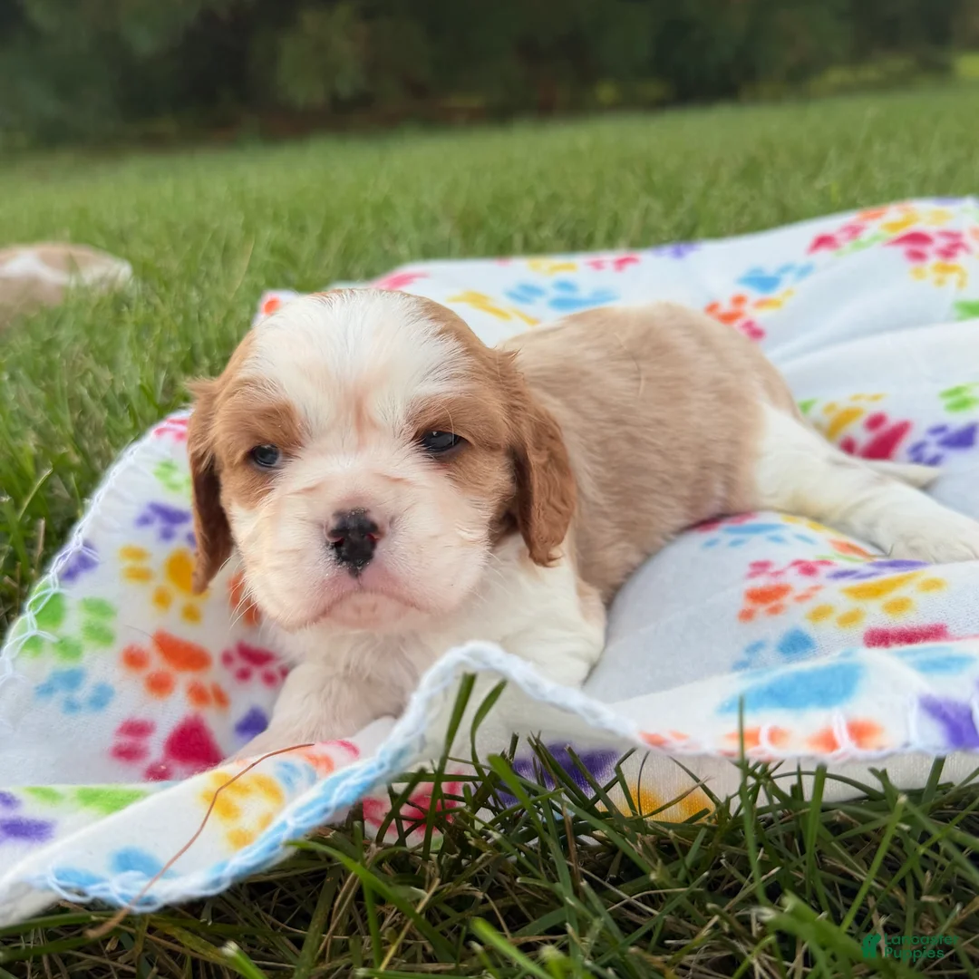 Cavalier King Charles Spaniel dogs for sale: Christopher Cavalier King Charles Spaniel  - Ad 1