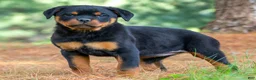 Rottweiler dogs for sale: Indigo - Ad 1