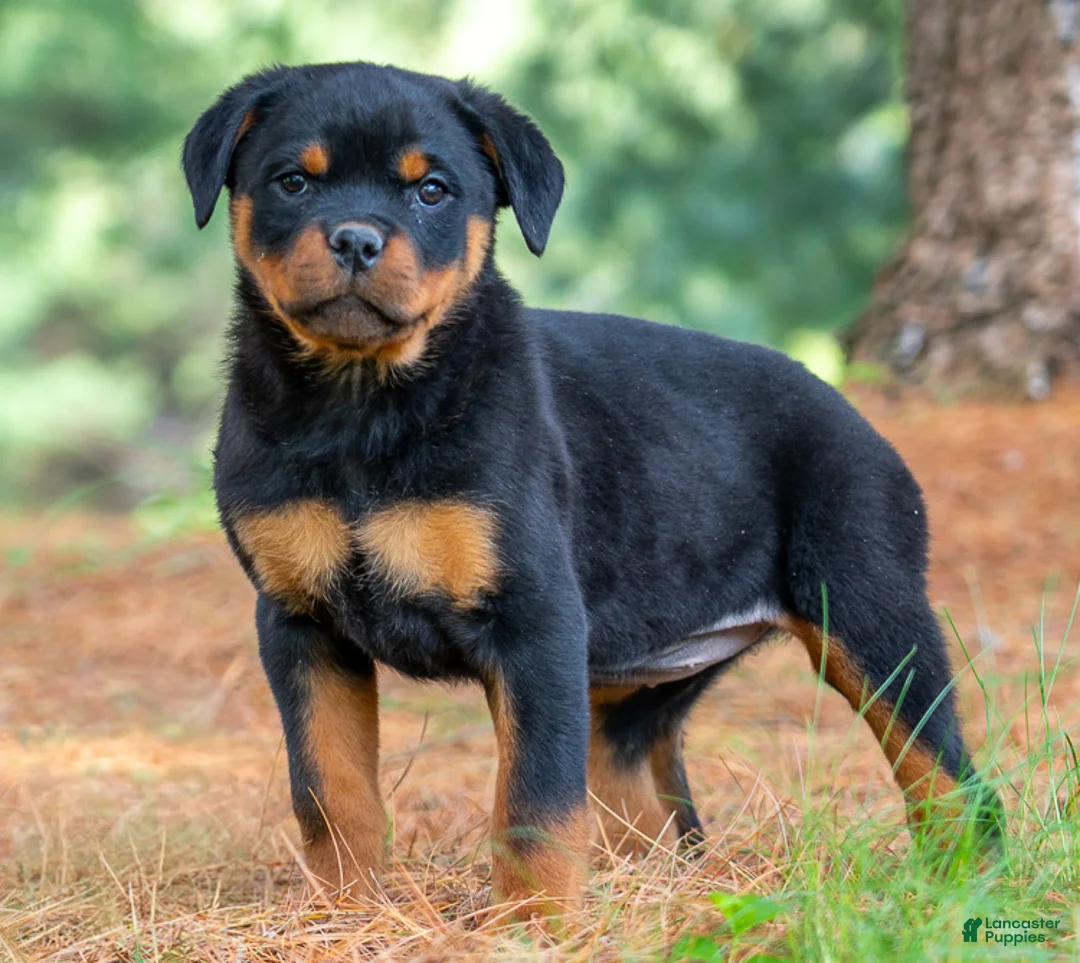 Rottweiler dogs for sale: Indigo - Ad 1
