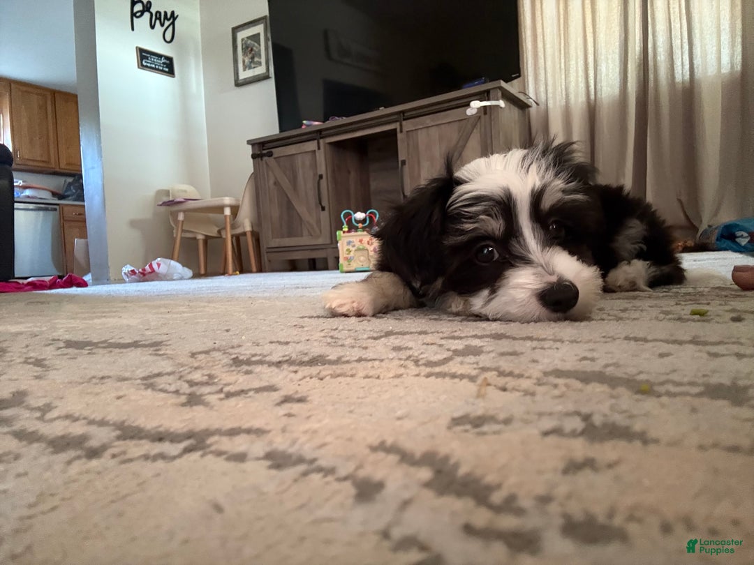 Chinese Crested dogs for sale: Jovie - Powderpuff Chinese Crested - Ad 4