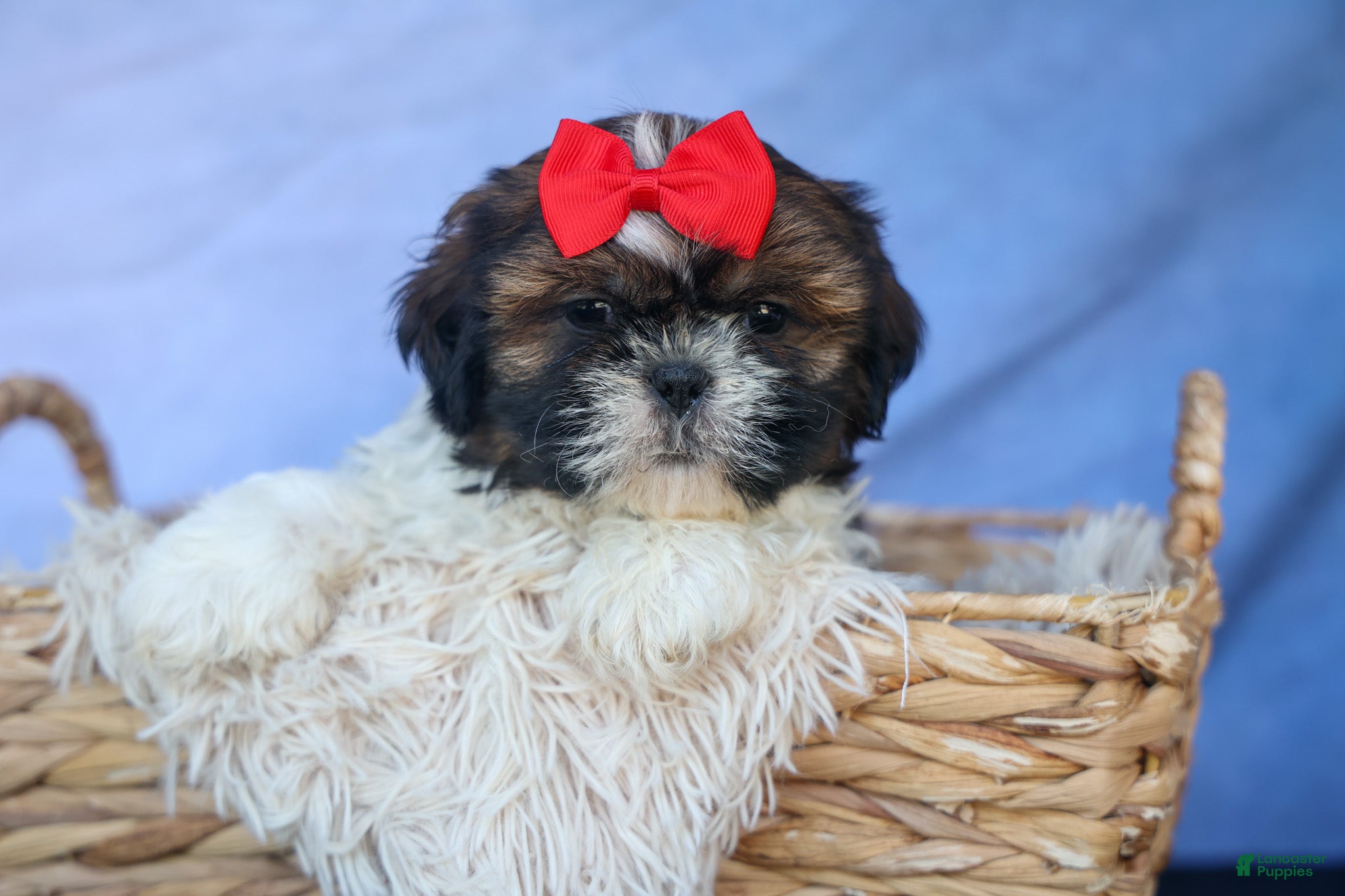 Shih Tzu dogs ROSCOE - Ad 1