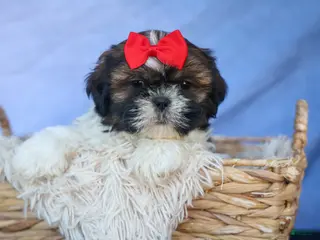Shih Tzu dogs for sale: ROSCOE - Ad 3