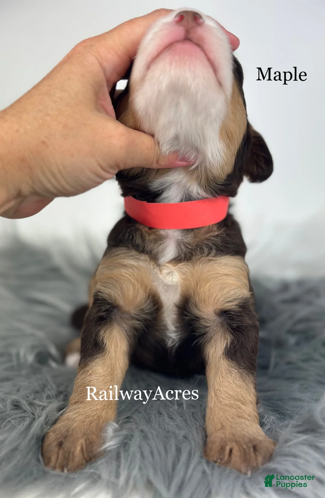Mini Bernedoodle dogs for sale: Maple - Ad 2
