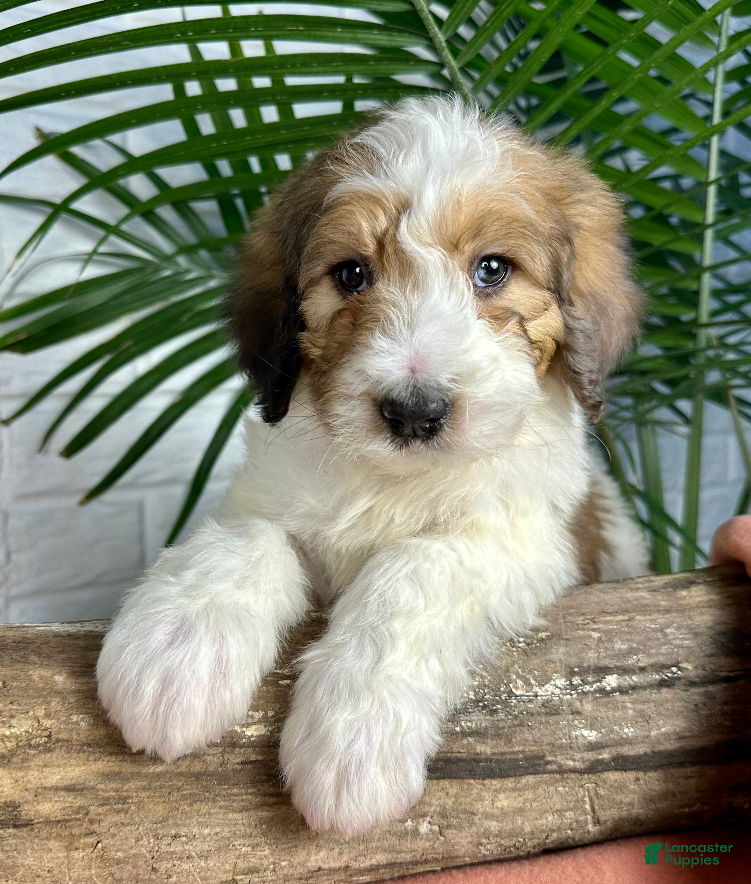 Saint Berdoodles dogs Daisy - Ad 1