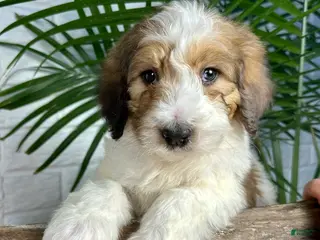 Saint Berdoodles dogs for sale: Daisy - Ad 3