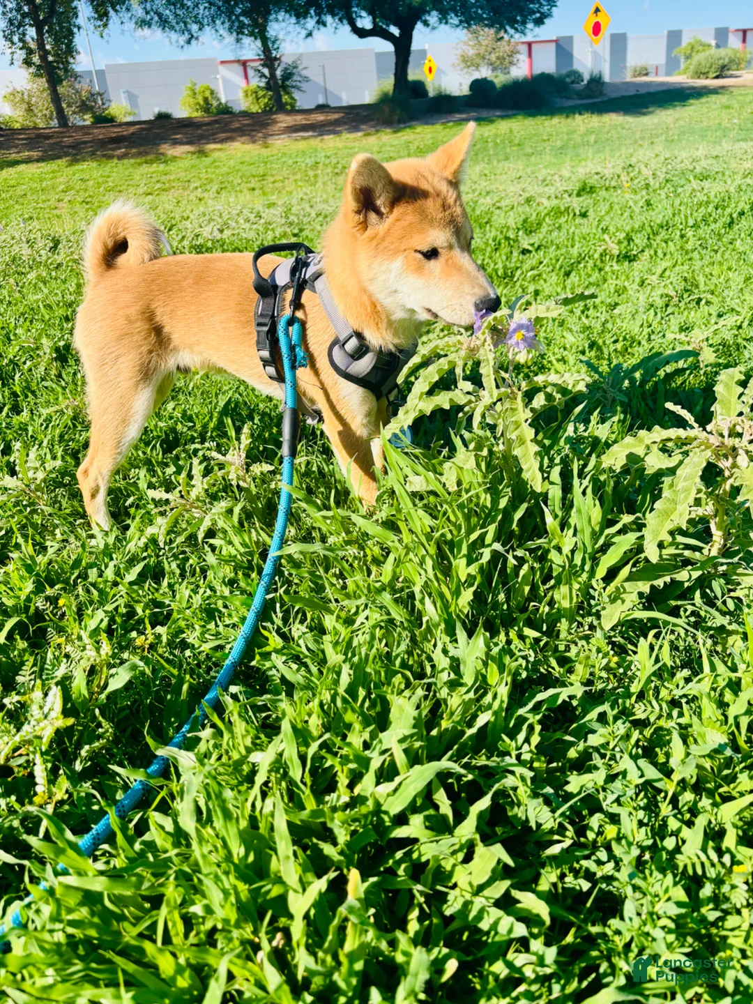 Shiba Inu dogs for sale: Shiba Inu Puppy 1 - Ad 1