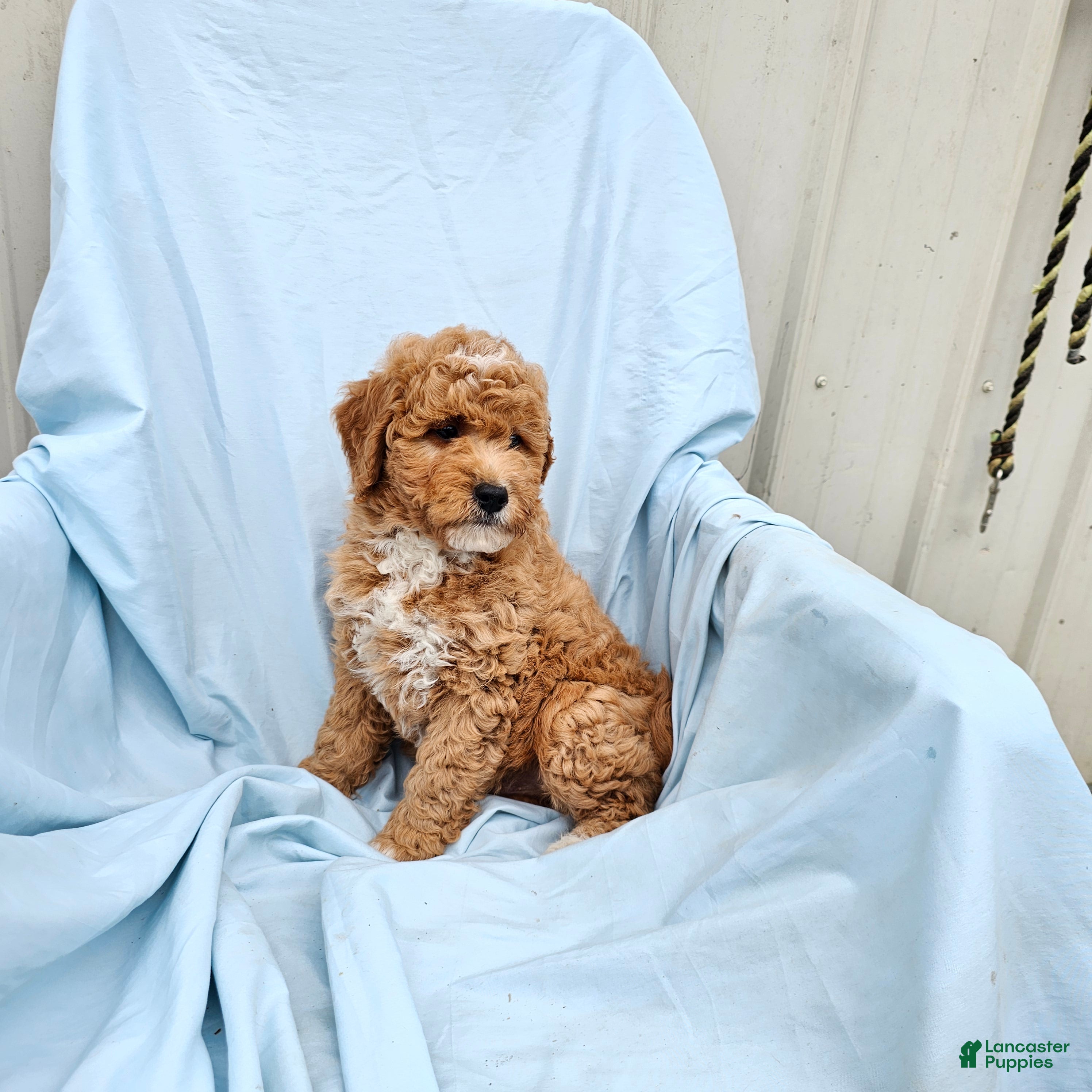 Mini Goldendoodle dogs for sale: Rowen - Ad 1