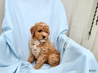 Mini Goldendoodle dogs for sale: Rowen - Ad 1