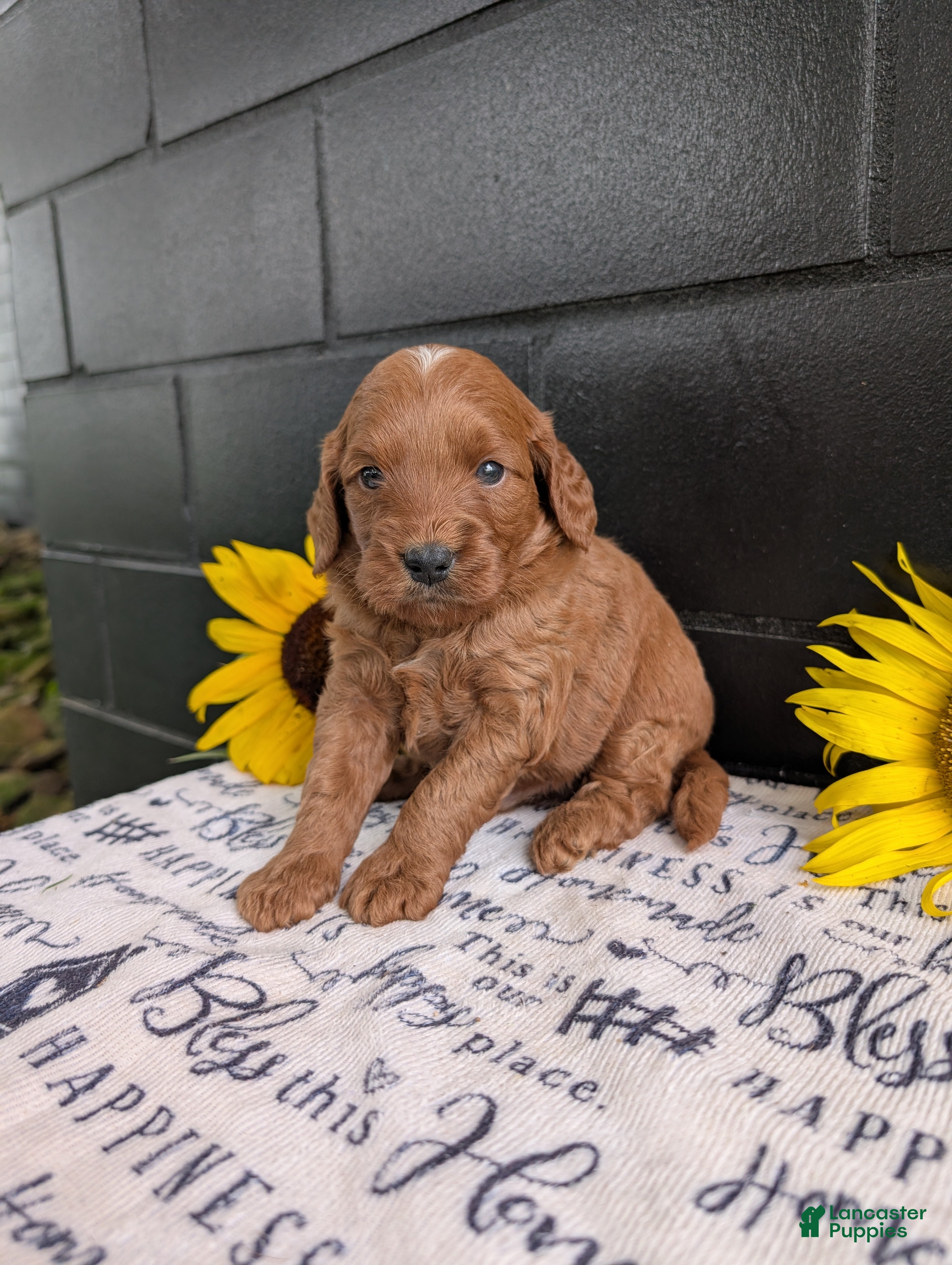 Mini Goldendoodle dogs Mini-Marlo - Ad 2