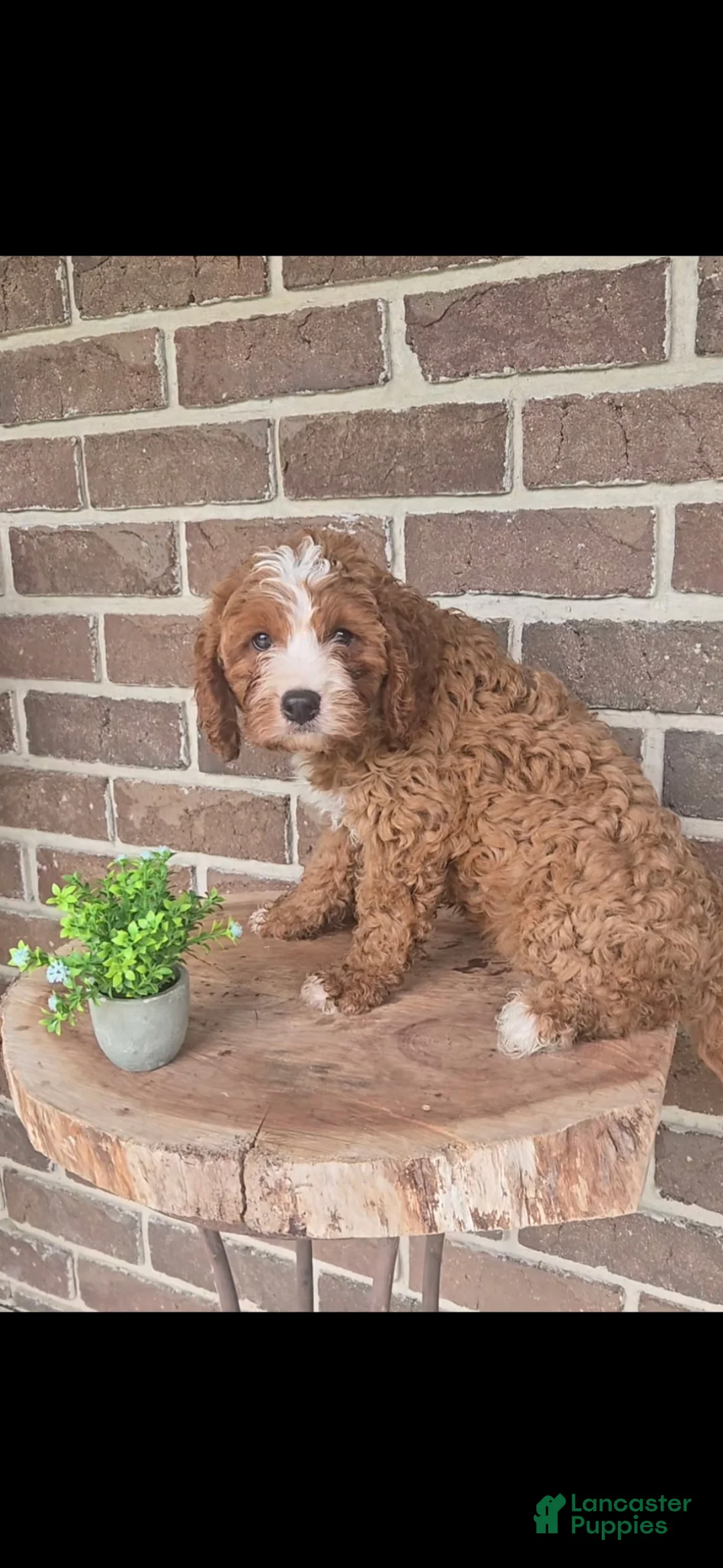 Cavapoo dogs for sale: Tanner - Ad 2