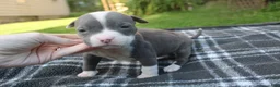 American Bully dogs for sale: Layla - Ad 3