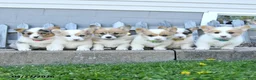 Welsh Corgi Pembroke dogs for sale: Bella    - Ad 16
