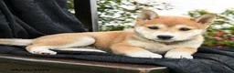 Shiba Inu dogs for sale: Sakura - Ad 2