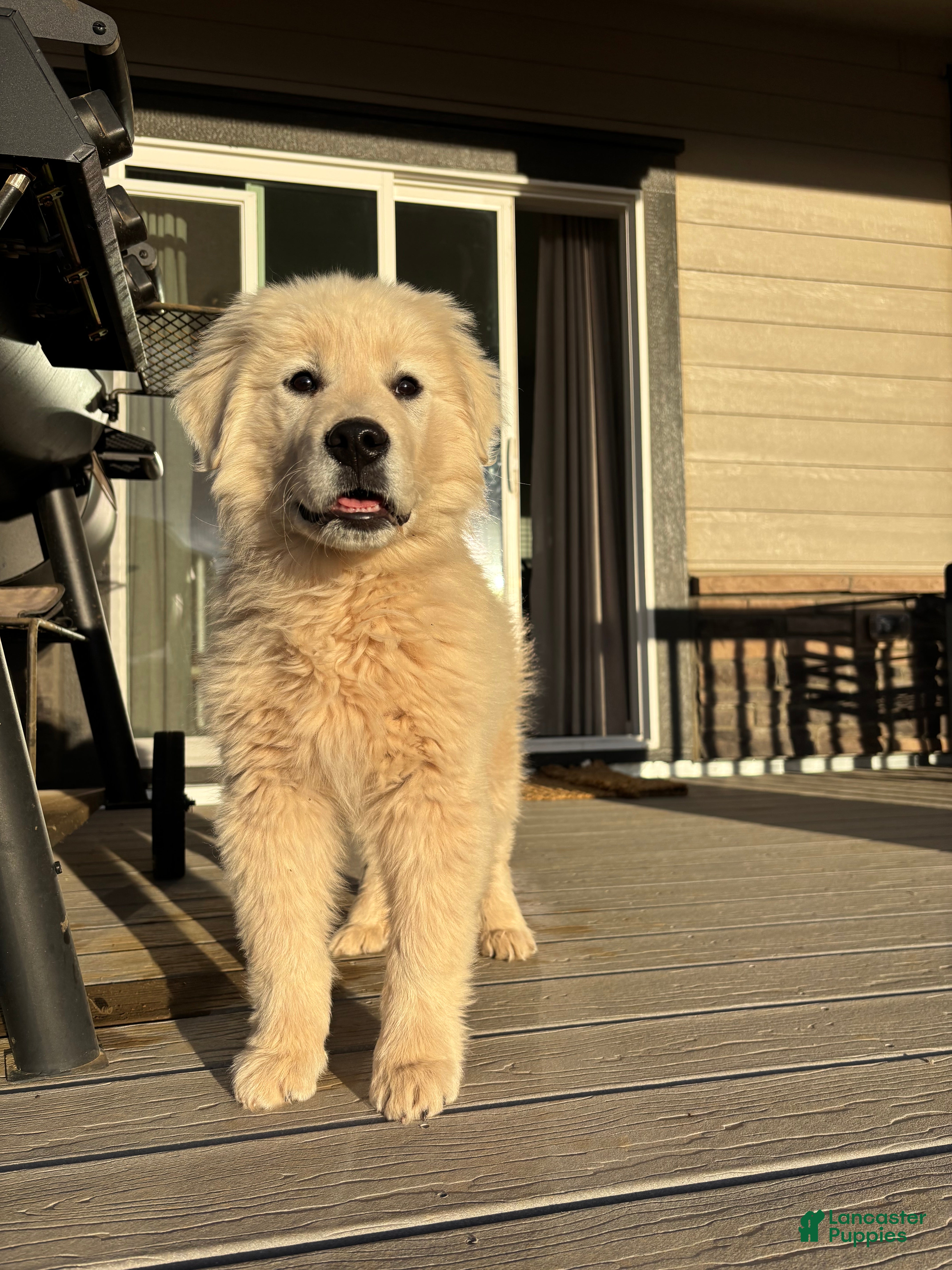 Mixed Breed dogs Bandit - Ad 4