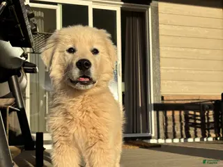 Mixed Breed dogs Bandit - Ad 4