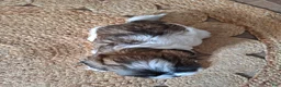 Shih Tzu dogs for sale: Sophie - Ad 7