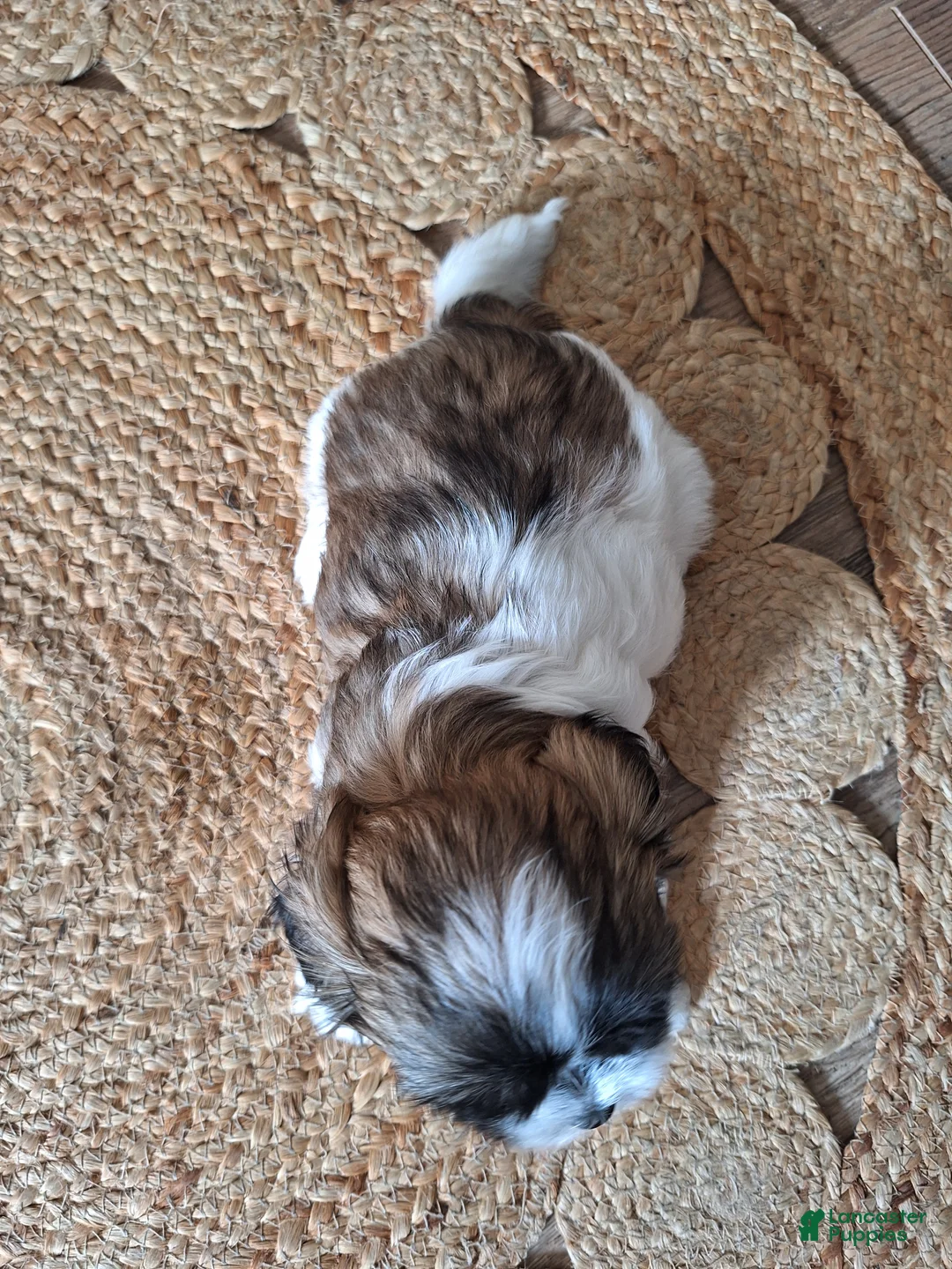 Shih Tzu dogs for sale: Sophie - Ad 7