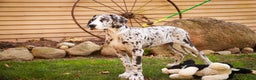 Great Dane dogs for sale: Beatrice - Ad 1