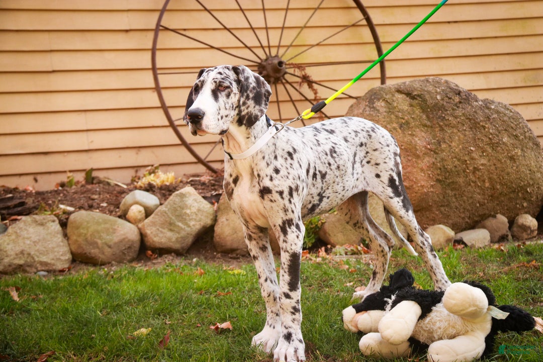 Great Dane dogs for sale: Beatrice - Ad 1