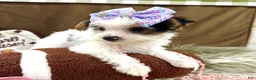 Yorkshire Terrier dogs for sale: Bonnie Bell - Ad 9