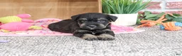 Miniature Schnauzer dogs for sale: Tessa - Ad 6