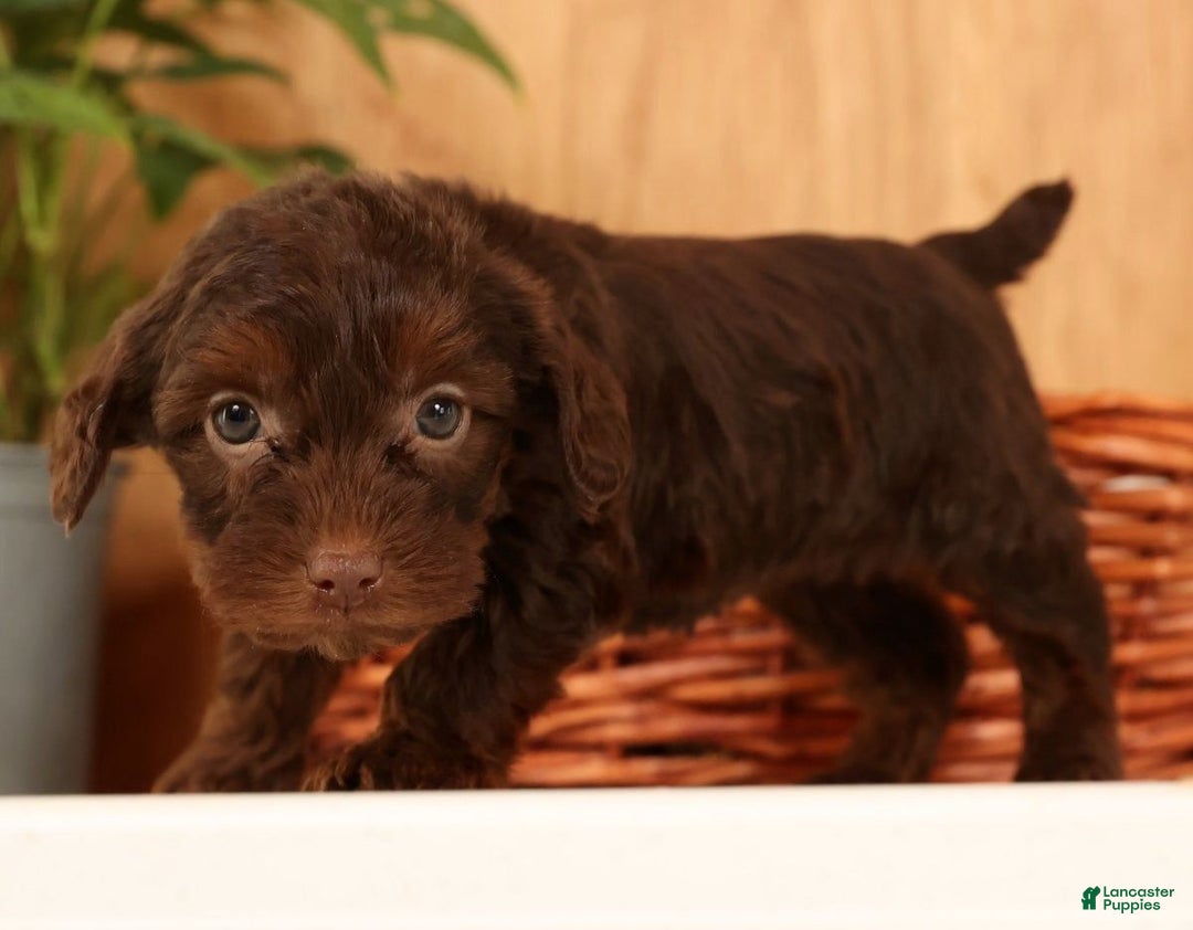 Yorkiepoo dogs for sale: Daisy - Ad 3