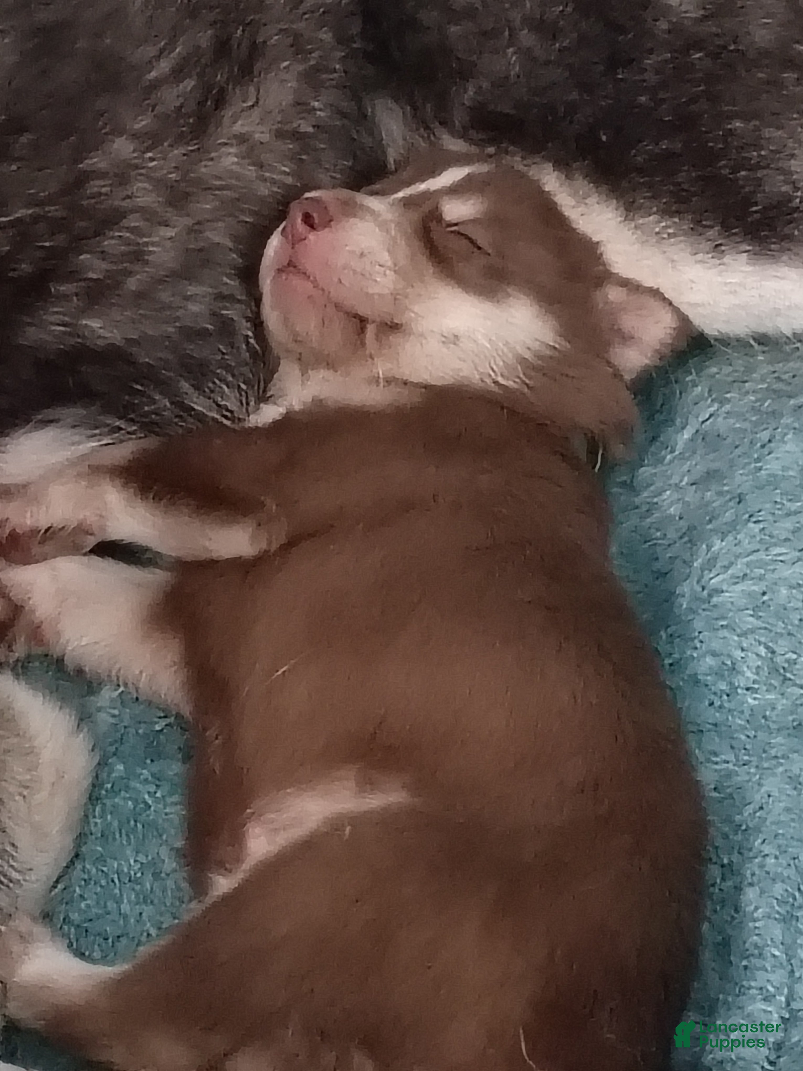 Siberian Husky dogs Light Blue Collar 6th Born - Temp Name is Skye - Ad 27