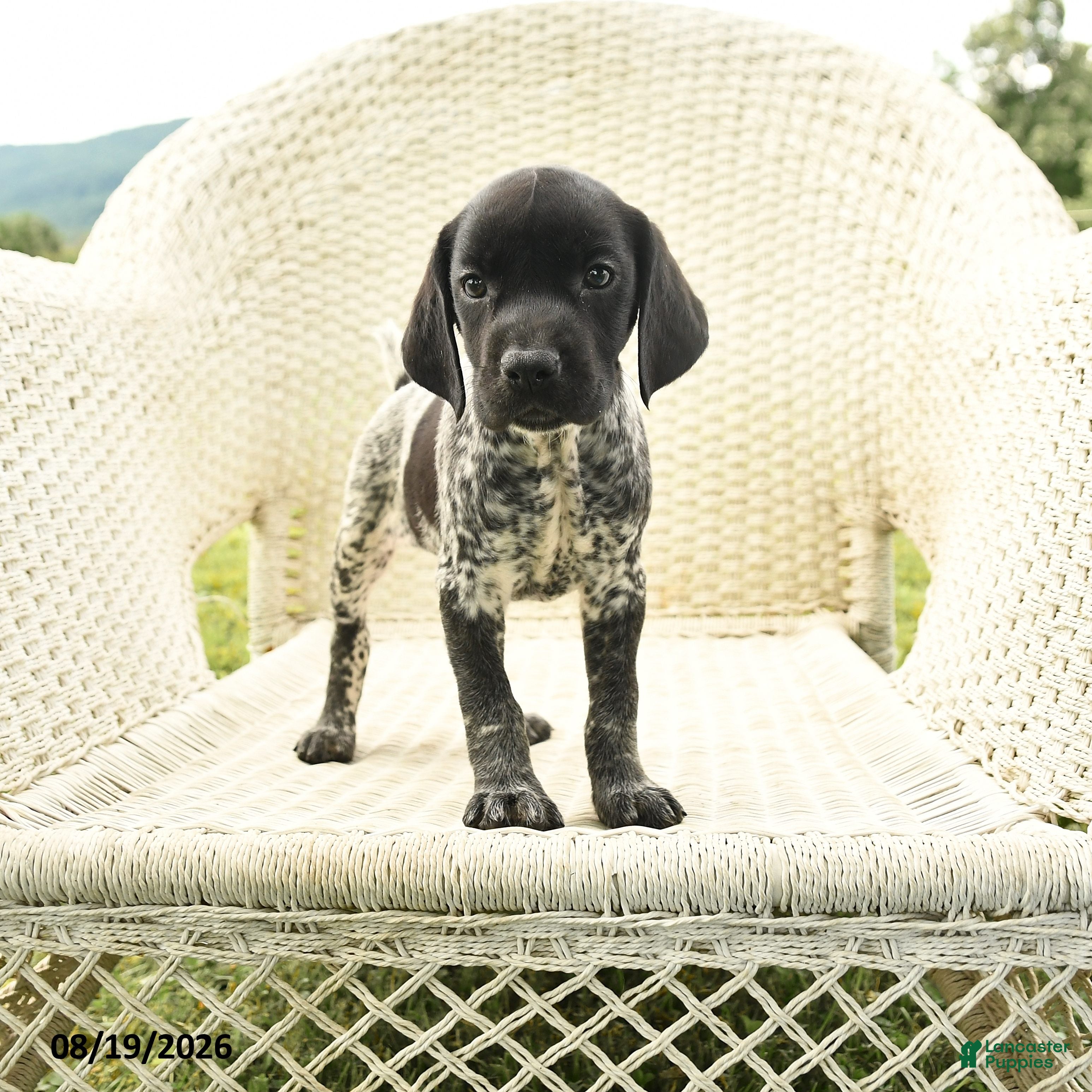 German Shorthaired Pointer dogs Heidi - Ad 1
