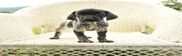 German Shorthaired Pointer dogs for sale: Heidi - Ad 1