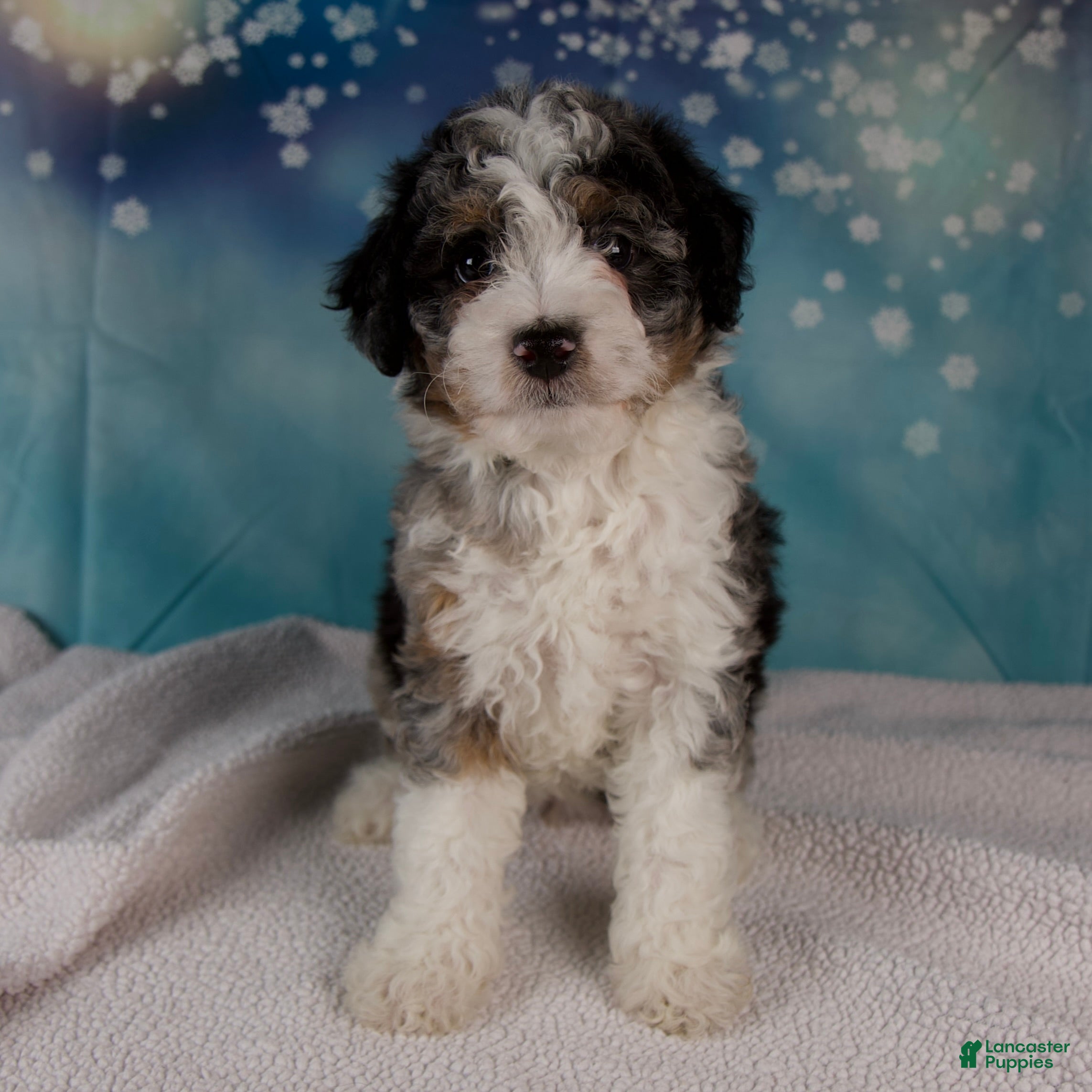 Mini Bernedoodle dogs Cheryl - Ad 1