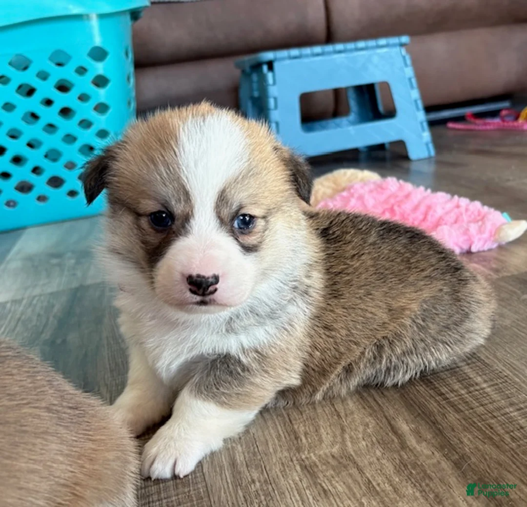 Welsh Corgi Pembroke dogs for sale: Welsh Corgi Pembroke Puppy 4 - Pink Collar  - Ad 1