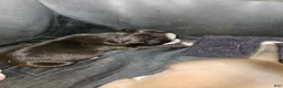 American Pit Bull Terrier dogs for sale: American Pit Bull Terrier 6 - Ad 1