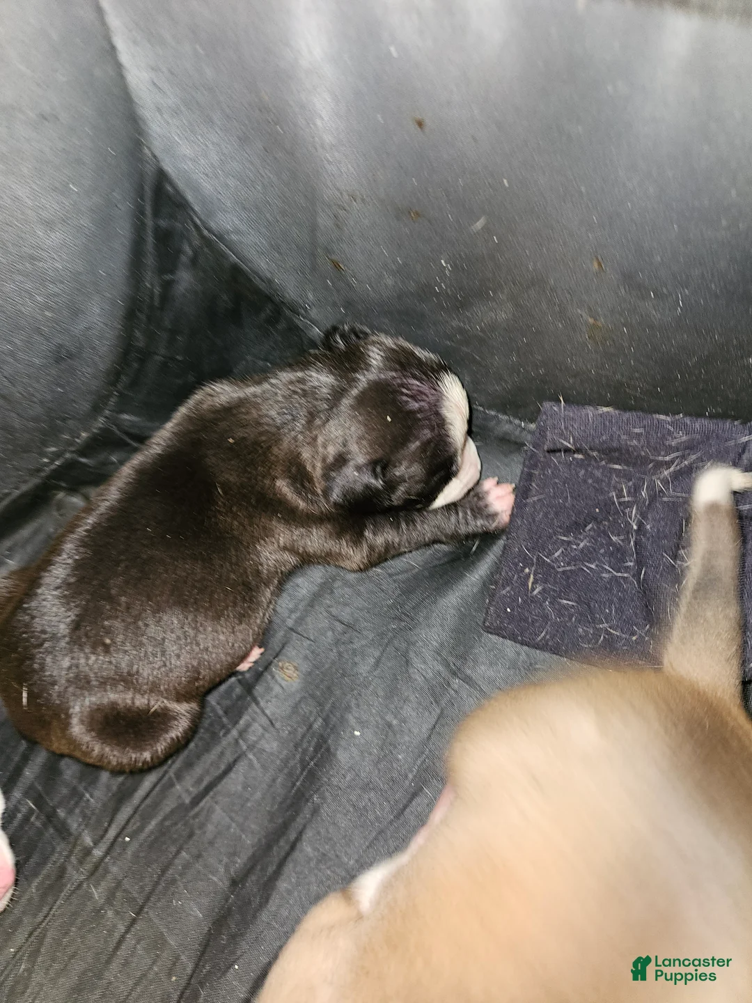 American Pit Bull Terrier dogs for sale: American Pit Bull Terrier 6 - Ad 1