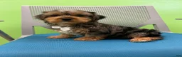 Yorkshire Terrier dogs for sale: Yorkshire Terrier Puppy 1 - Ad 2