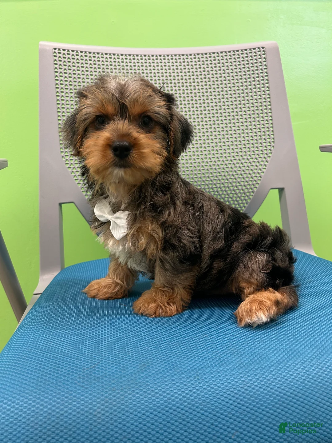 Yorkshire Terrier dogs for sale: Yorkshire Terrier Puppy 1 - Ad 2