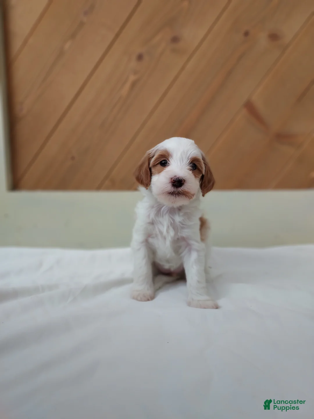 Cavapoo dogs for sale: Blossom - Ad 6