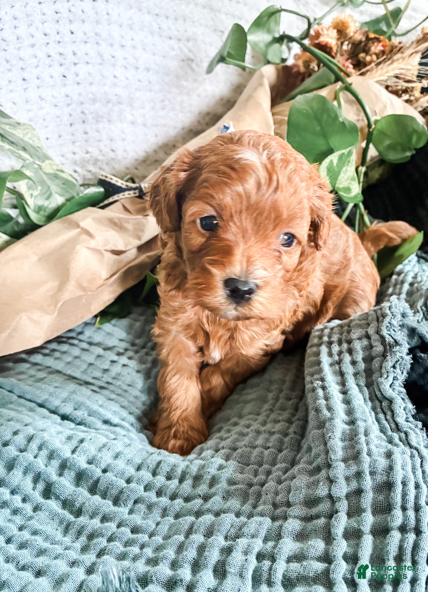 Cavapoo dogs Mossy - Ad 1