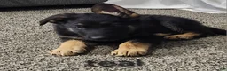 German Shepherd dogs for sale: Teal Boy - Ad 4