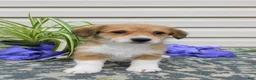 Corgipoo dogs for sale: Lexi - Ad 4