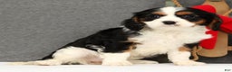Cavalier King Charles Spaniel dogs for sale: Lady - Ad 3