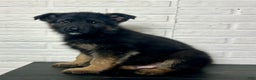 German Shepherd dogs for sale: Duncan - Ad 3