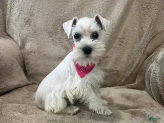 Miniature Schnauzer dogs Mimi AKC - Ad 31