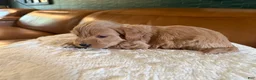 Maltipoo dogs for sale: Maltipoo 1 - Ad 3