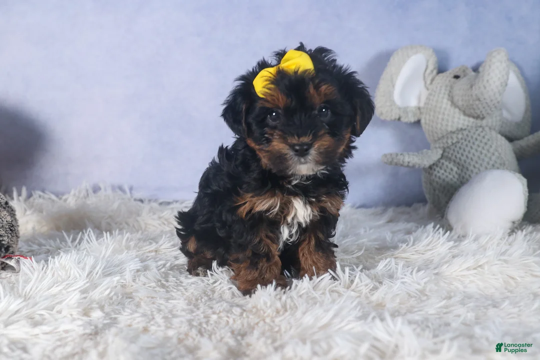 Yorkiepoo dogs for sale: JUDY - Ad 16