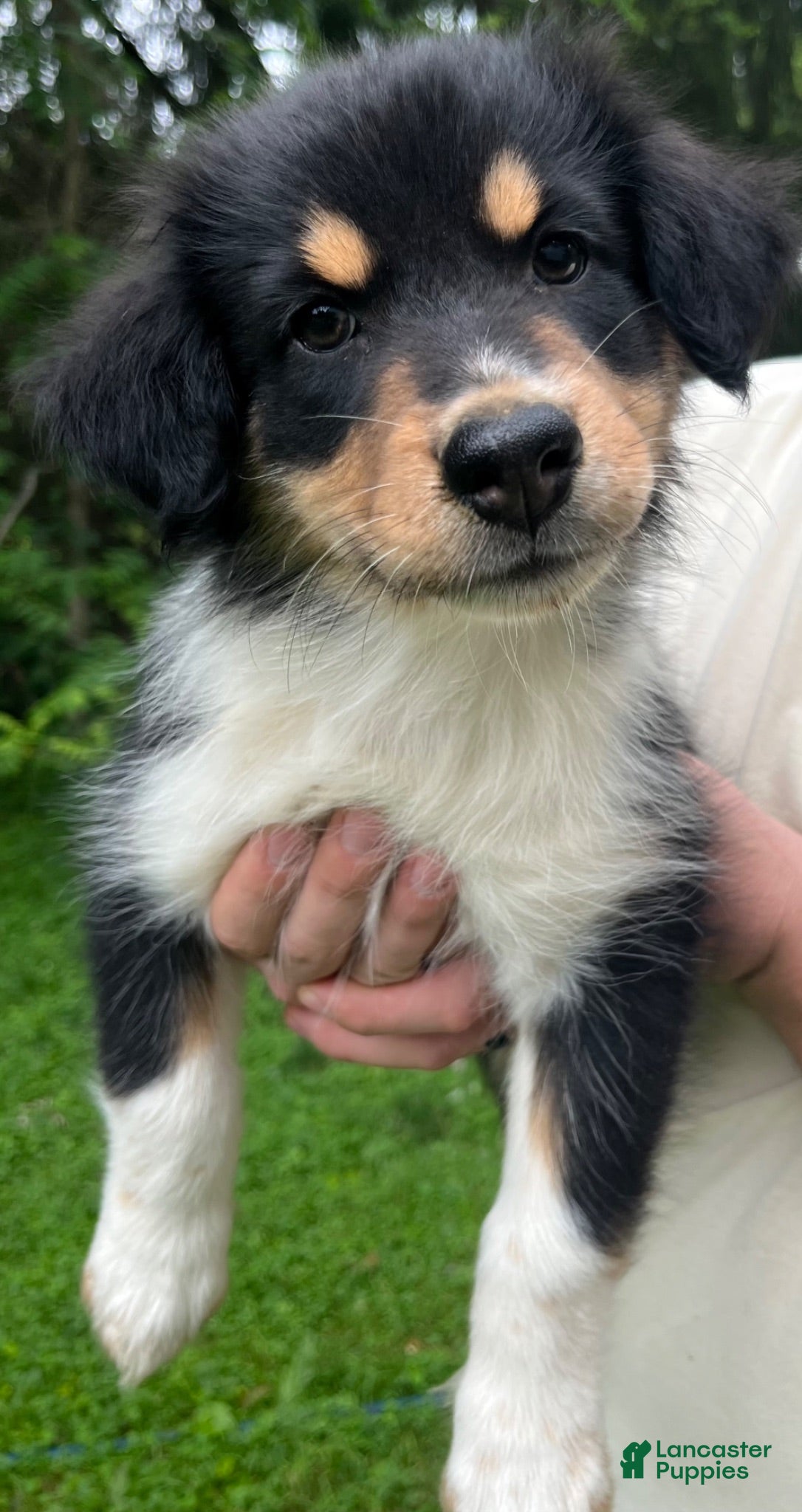 Australian Shepherd dogs for sale: Minnie  female Australian Shepherd - Ad 3
