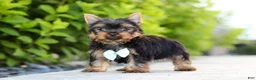Yorkshire Terrier dogs for sale: Mitchell - Ad 8